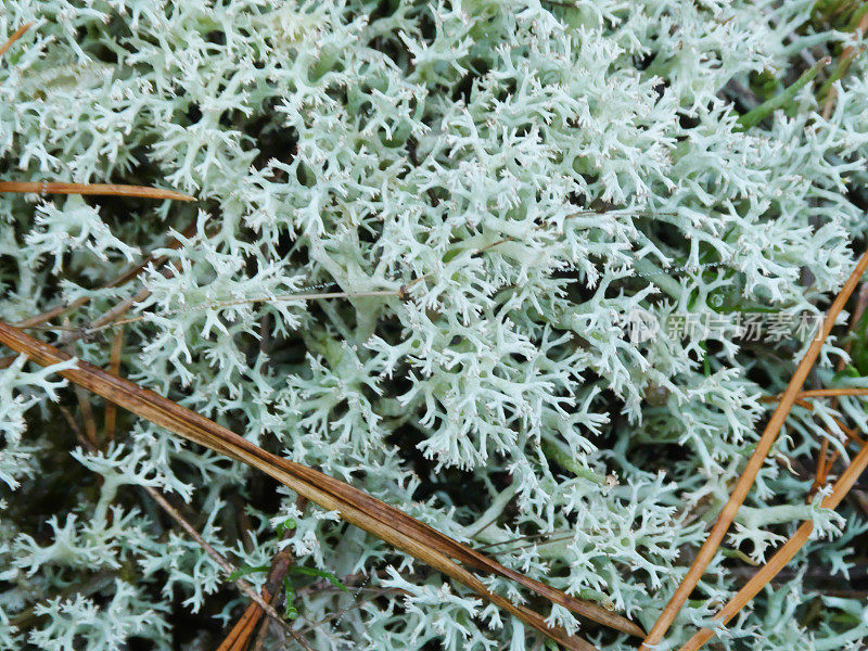 驯鹿地衣(Cladonia portentosa)